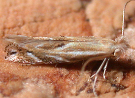Narrow Bucculatrix